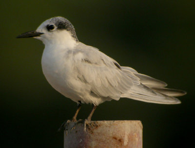 Skggtrna, adult vinter