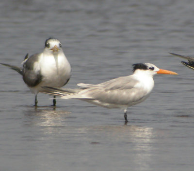 Iltrna / Lesser Crested Tern