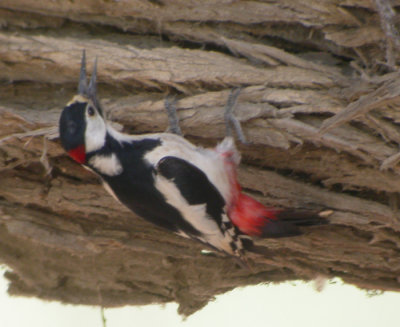 Vitvingad hackspett / White-winged Woodpecker