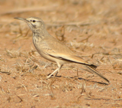 Hrfgellrka, Oman