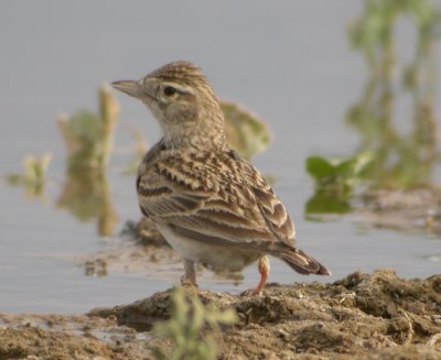 Korttlrka / Short-toed Lark