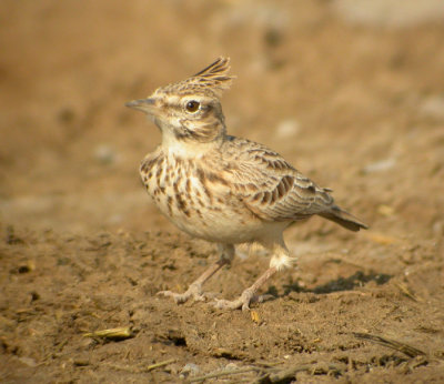 Tofslrka, Oman