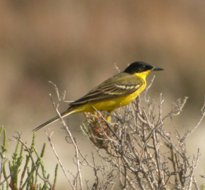 Gulärla ♂, ssp feldegg