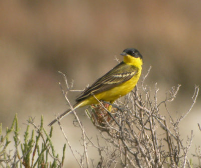 Gulrla ♂, ssp feldegg