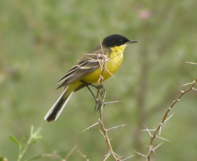 Gulrla ♂, ssp feldegg (melanogrisea-typ)
