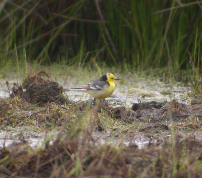 Citronärla, 2K ♂