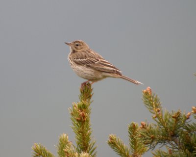 Trdpiplrka / Tree Pipit (ssp haringtoni)