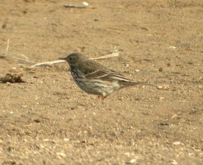 Hedpiplärka (ssp japonicus)