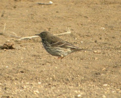 Hedpiplrka (ssp japonicus)