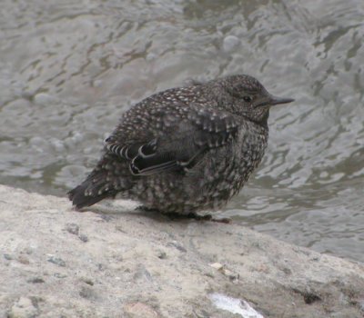 Brun strmstare / Brown Dipper