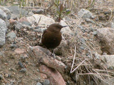 Brun strmstare, adult