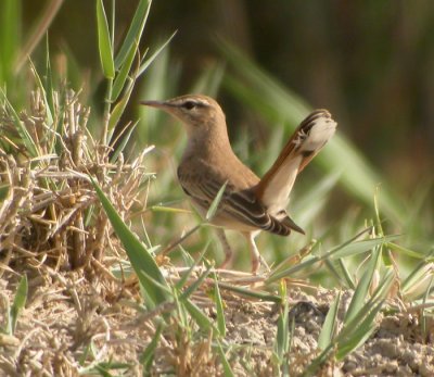 Trdnktergal, ssp syriacus