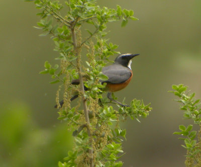 Vitstrupig nktergal / White-throated Robin