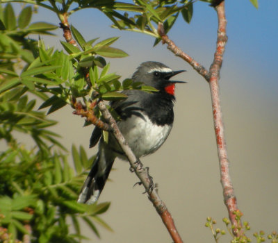 Svartbrstad rubinnktergal ♂