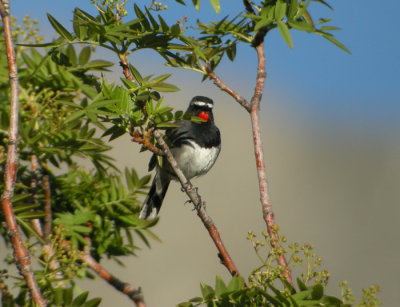 Svartbrstad rubinnktergal ♂