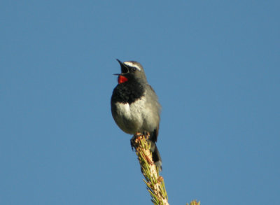 Svartbrstad rubinnktergal ♂