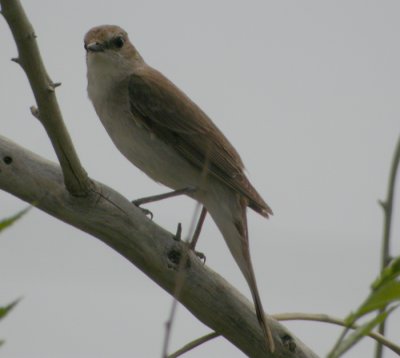 Sydnktergal / Nightingale (ssp hafizii)