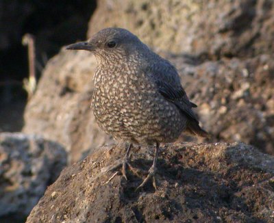 Blåtrast ♀ (ssp philippensis)