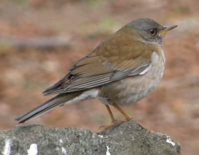 Amurtrast / Pale Thrush