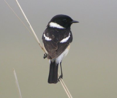 Vitgumpad buskskvtta / Eastern Stonechat (maurus)