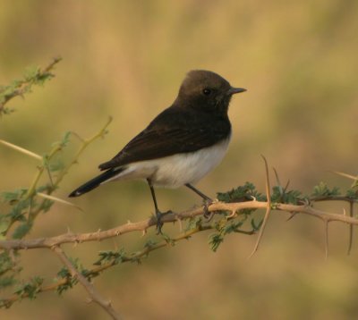 Orientstenskvtta / Eastern Pied Wheatear