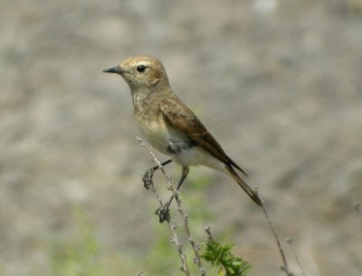 Nunnestenskvtta ♀