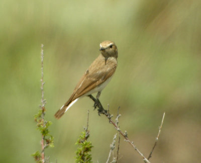 Nunnestenskvtta ♀