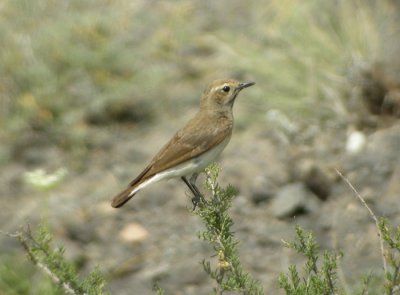 Nunnestenskvtta ♀