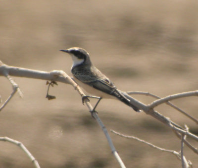 Nunnestenskvtta ♂, 'vittata'