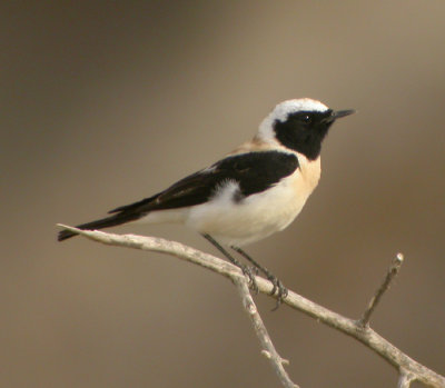 Medelhavsstenskvtta ♂, ssp melanoleuca