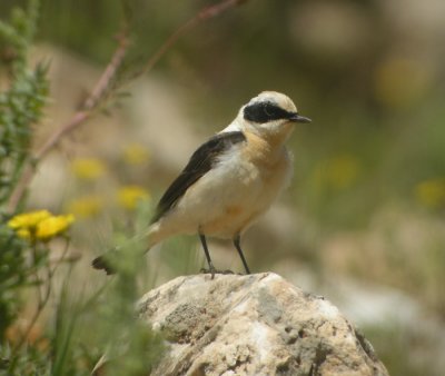 Medelhavsstenskvätta ♂, ssp melanoleuca