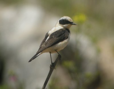 Medelhavsstenskvtta ♂, ssp melanoleuca