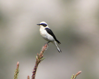 Medelhavsstenskvtta ♂, ssp melanoleuca