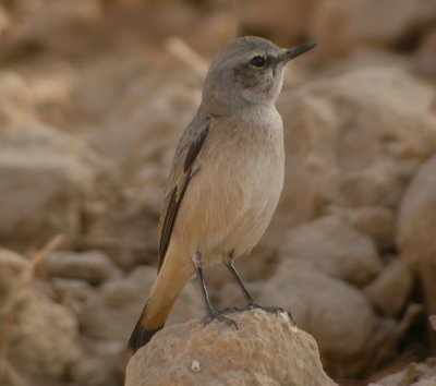 Persisk stenskvtta / Red-tailed Wheatear