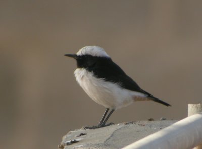Sorgstenskvtta ♂, ssp boscaweni