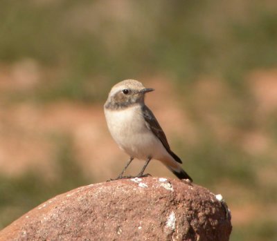 Sorgstenskvtta ♀, ssp halophila