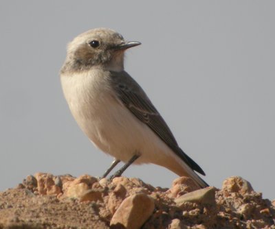 Sorgstenskvtta ♀, ssp halophila