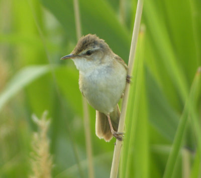 Fltsngare / Paddyfield Warbler