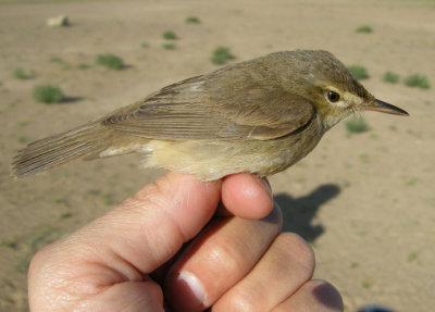 Busksngare / Blyths Reed Warbler