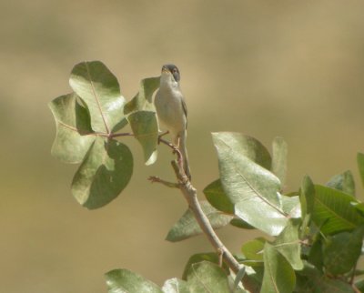 stlig sammetshtta ♂, ssp rubescens