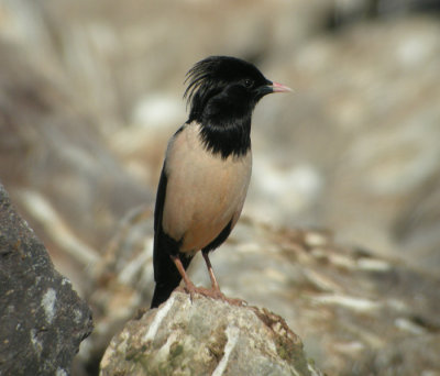 Rosenstare ♂