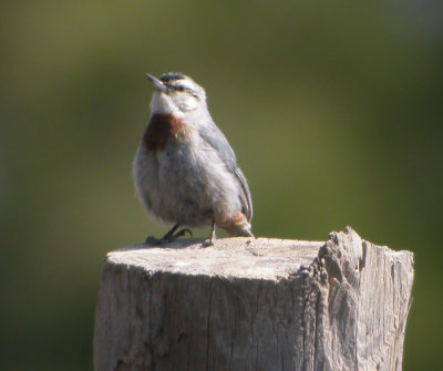 Krpers ntvcka / Krpers Nuthatch