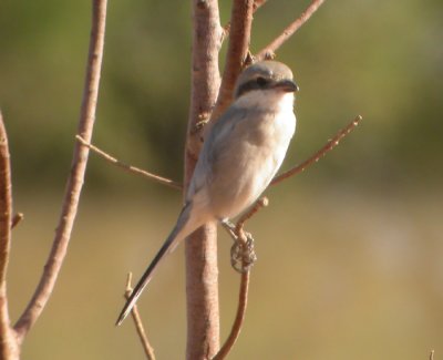 kenvarfgel, ssp elegans