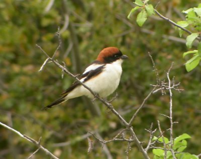 Rdhuvad trnskata / Woodchat Shrike