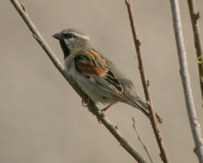 Tamarisksparv / Dead Sea Sparrow
