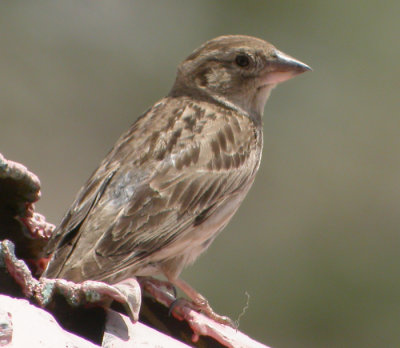 Stensparv / Rock Sparrow