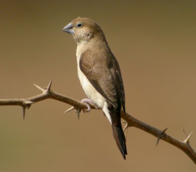 Afrikansk silvernbb / African Silverbill