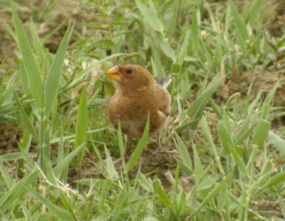 Bergskenfink / Crimson-winged Finch