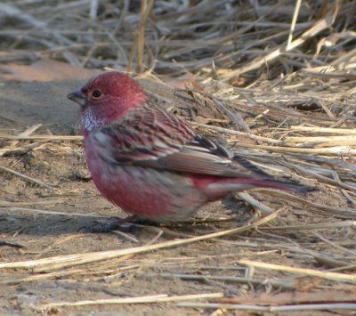 Sibirisk rosenfink ♂