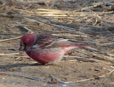Sibirisk rosenfink ♂